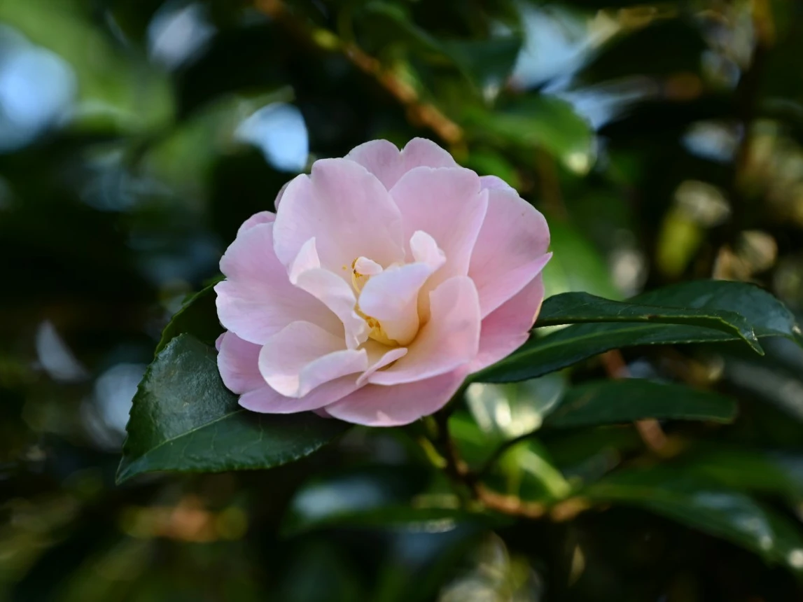 C. 'Nicky Crisp'